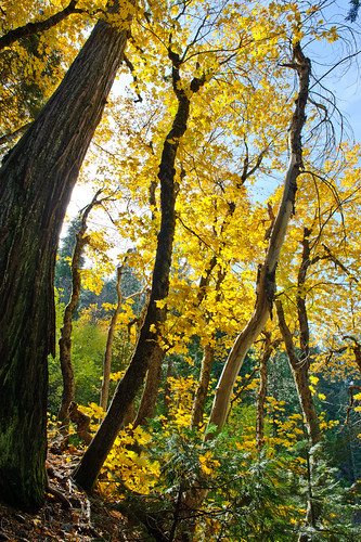 Fall in Downieville 3
