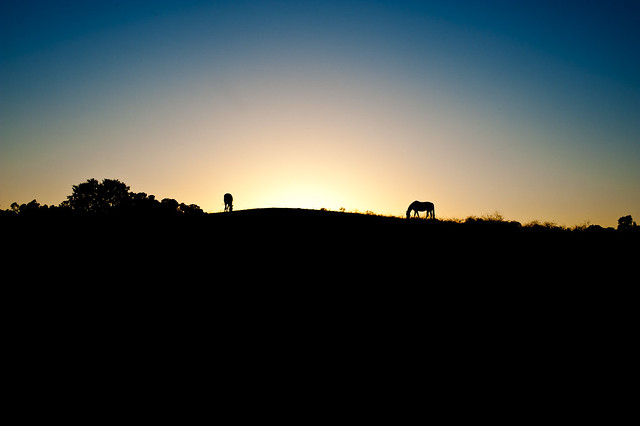 Horses At Sunset