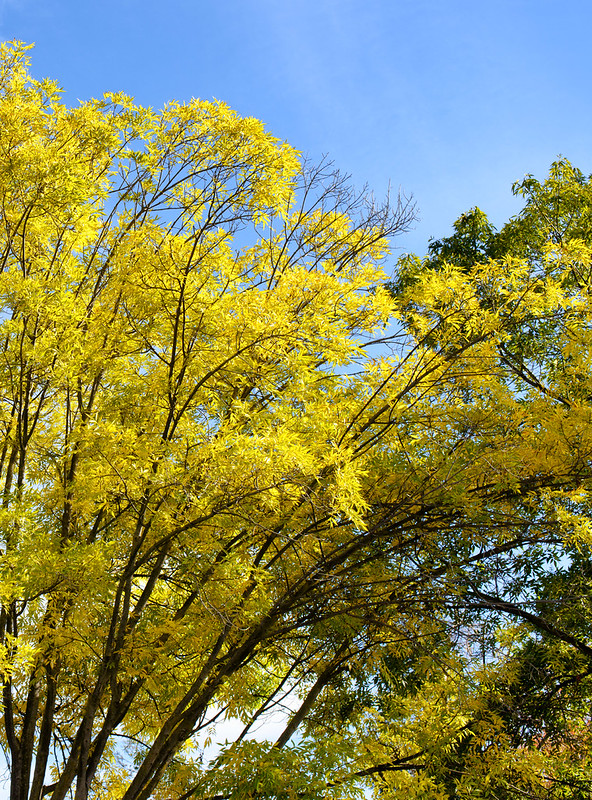 Trees in Parking Lot